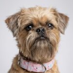 Dog collar - Pink