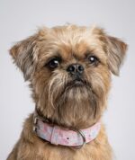 Dog collar - Pink