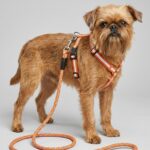 Ultra reflective small breed dog harness