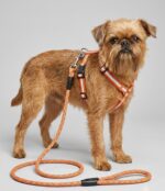 Ultra reflective small breed dog harness